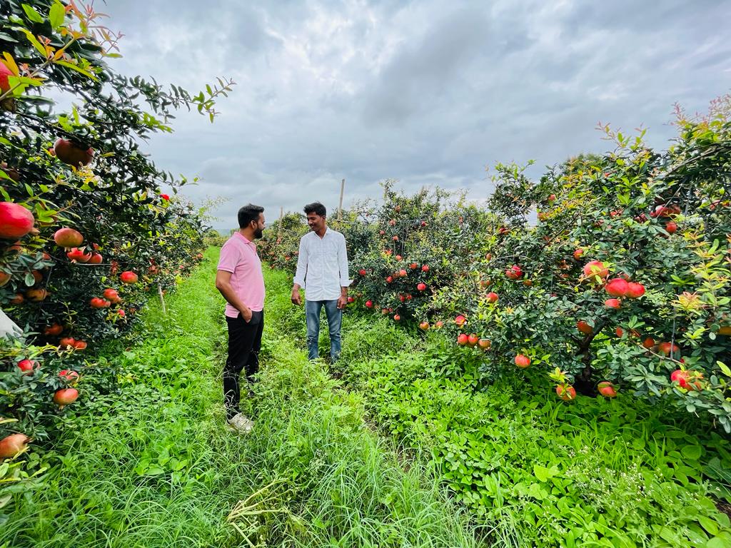 डाळिंब कॉलेट्रो ट्रिकम रोगनियंत्रण चे संशोधन